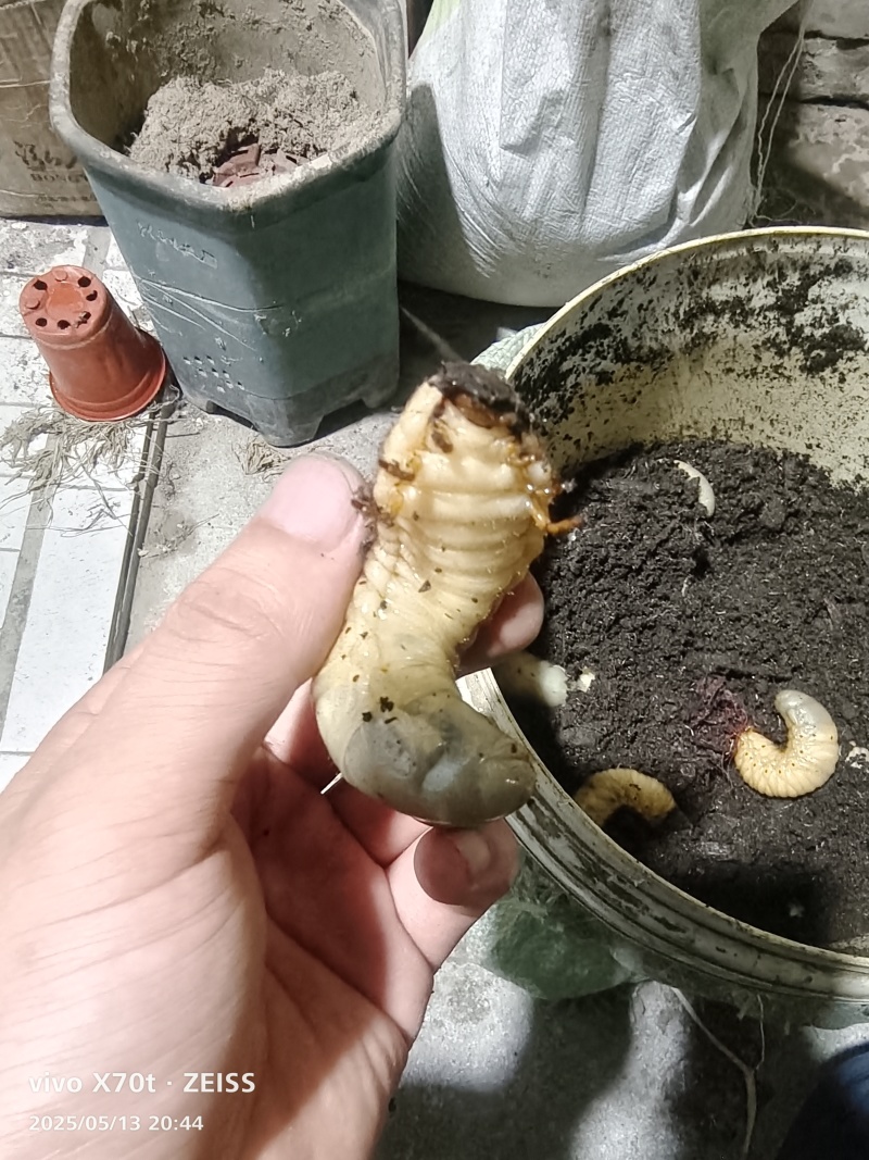独角仙