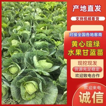 黄心暄绿水果甘蓝苗一手货源产地直发支持技术指导