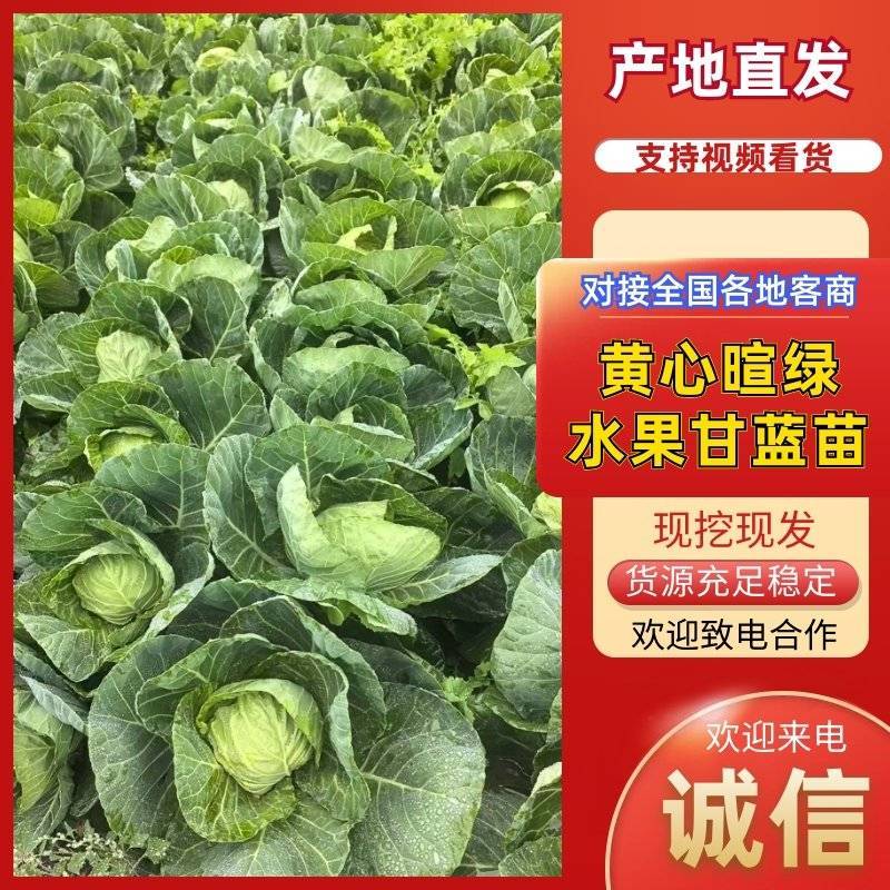 黄心暄绿水果甘蓝苗一手货源产地直发支持技术指导