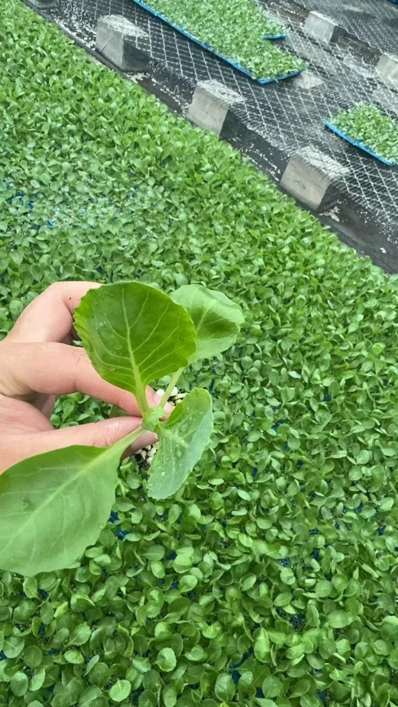 黄心暄绿水果甘蓝苗一手货源产地直发支持技术指导