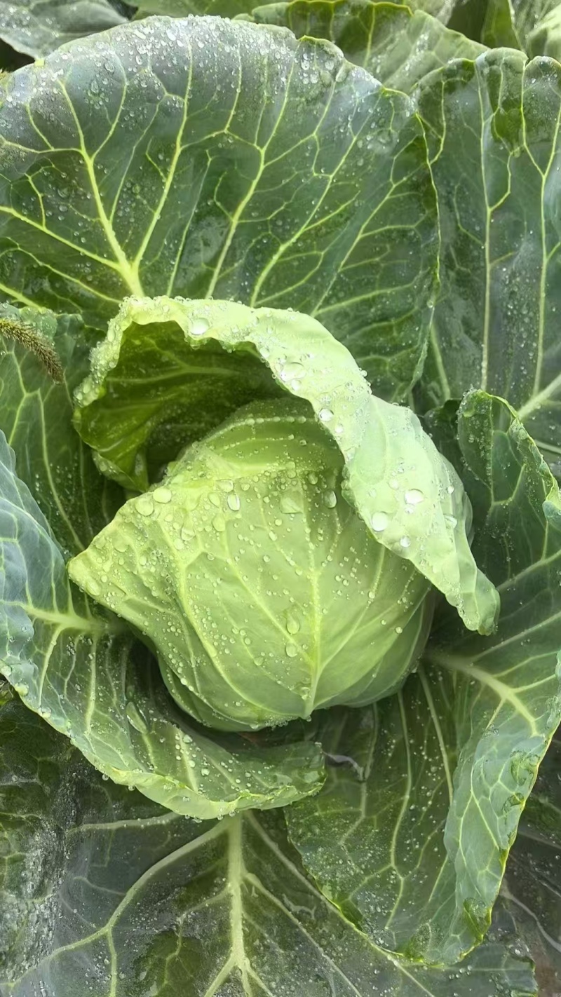 黄心暄绿水果甘蓝苗一手货源产地直发支持技术指导