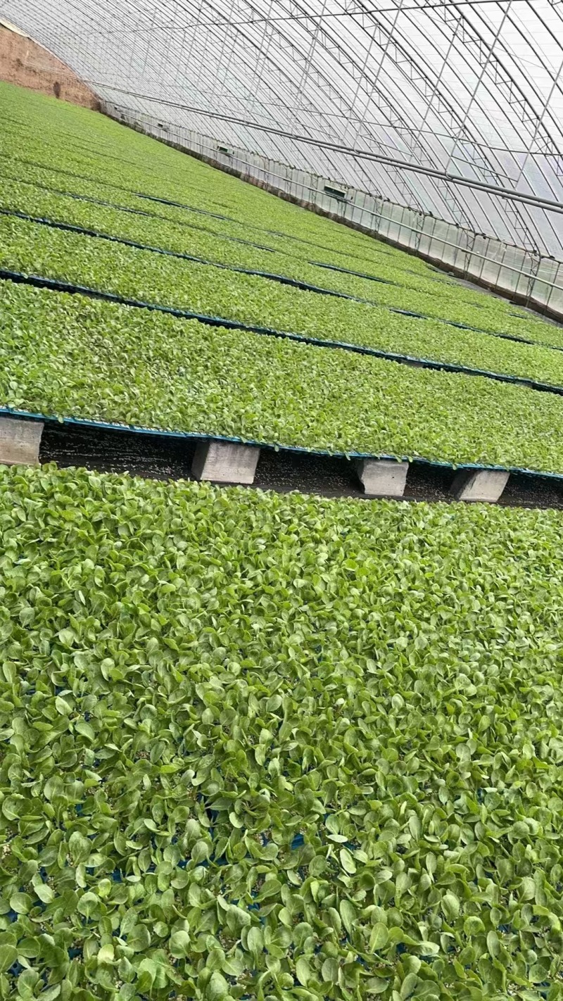黄心暄绿水果甘蓝苗一手货源产地直发支持技术指导