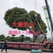 大量供应4~50公分扁桃袋苗假植苗