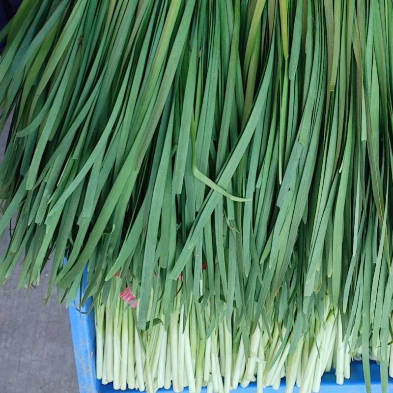 广东肇庆大韭菜批发价，对接全国电商平台，品质保证大量现