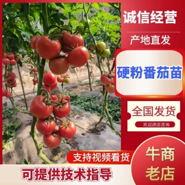 早春越夏秋延越冬抗病毒硬粉果型硬粉番茄苗支持技术指导