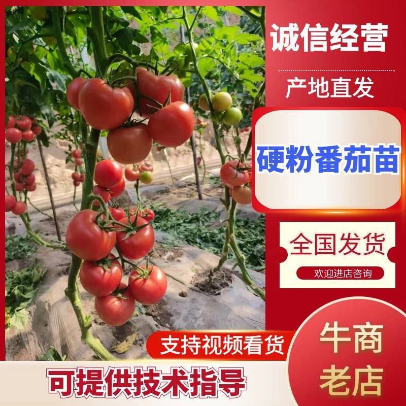 早春越夏秋延越冬抗病毒硬粉果型硬粉番茄苗支持技术指导
