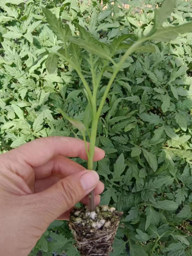 早春越夏秋延越冬抗病毒硬粉果型硬粉番茄苗支持技术指导