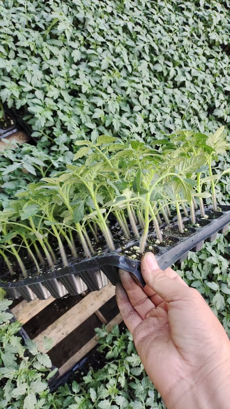早春越夏秋延越冬抗病毒硬粉果型硬粉番茄苗支持技术指导