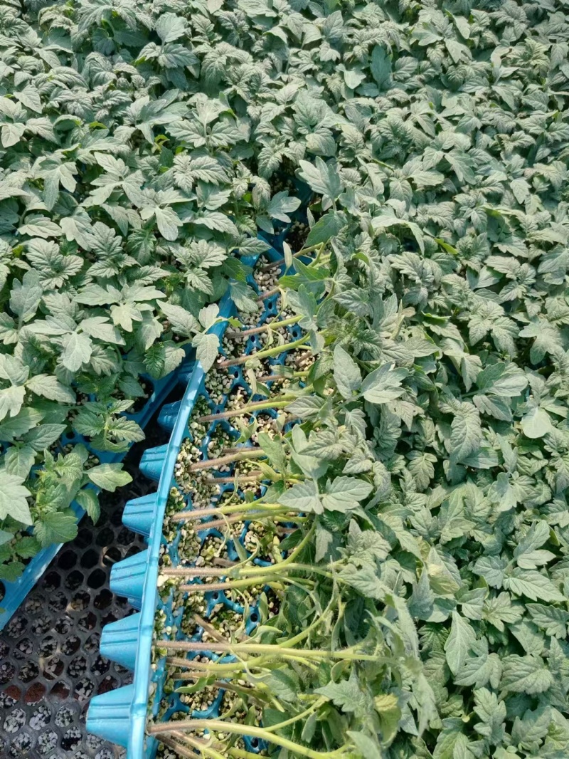 早春越夏秋延越冬抗病毒硬粉果型硬粉番茄苗支持技术指导