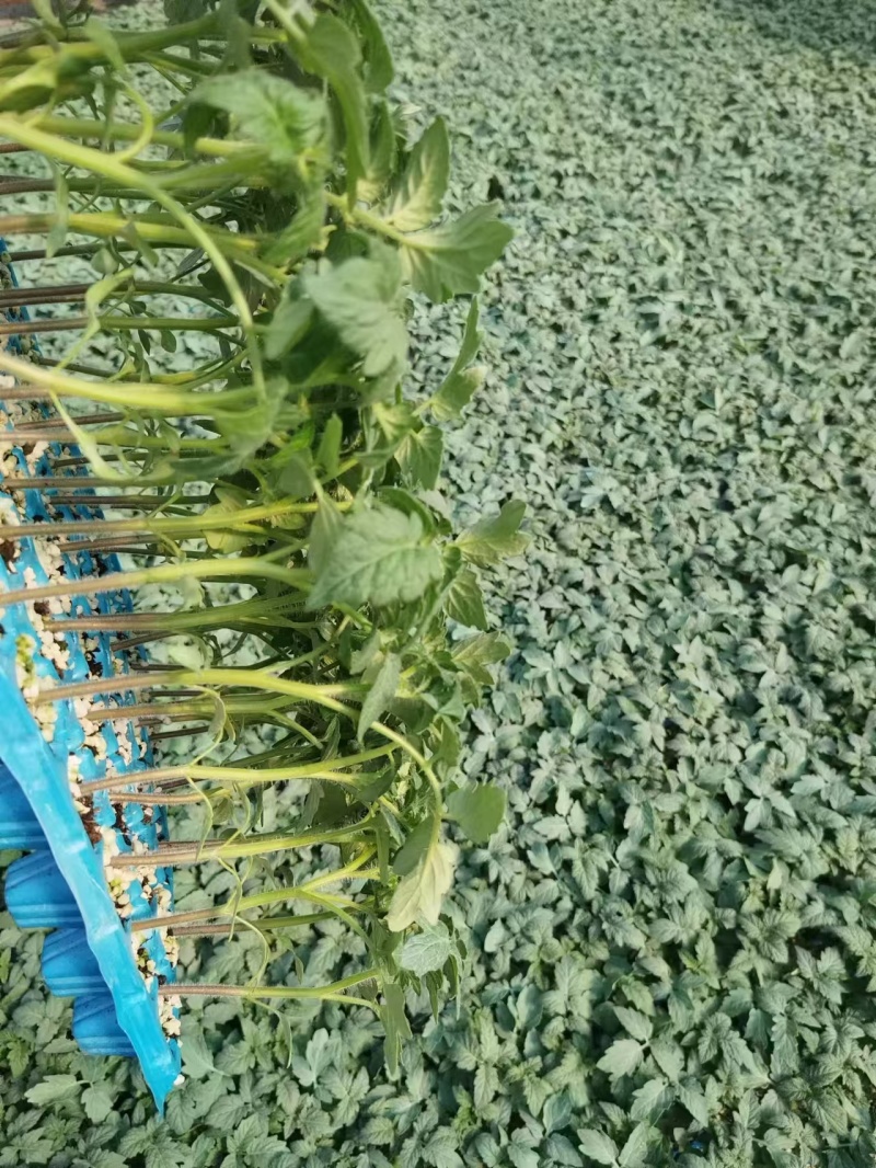 早春越夏秋延越冬抗病毒硬粉果型硬粉番茄苗支持技术指导