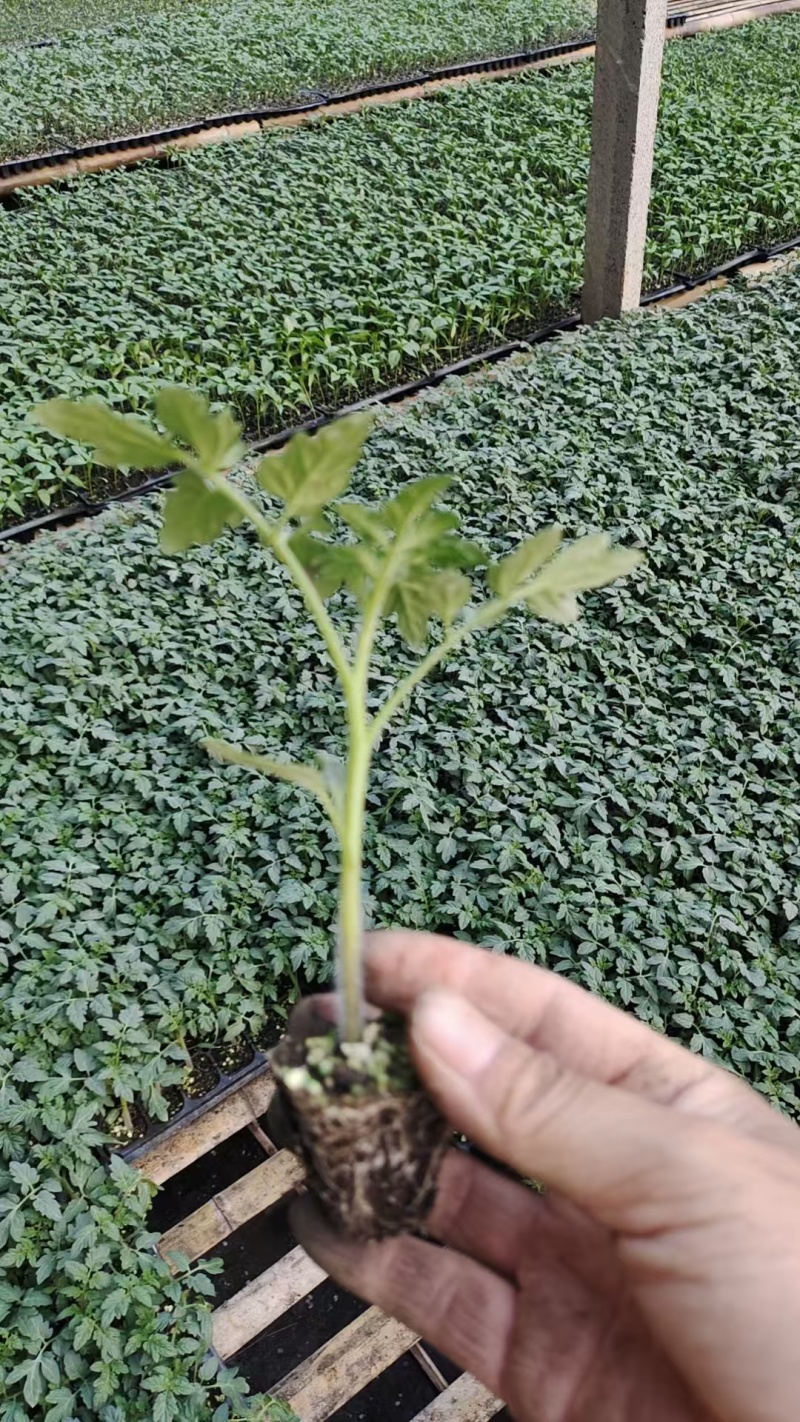 早春越夏秋延越冬抗病毒硬粉果型硬粉番茄苗支持技术指导