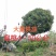 大量供应4~50公分扁桃袋苗假植苗