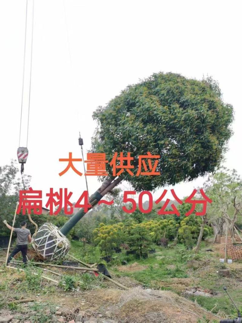 大量供应4~50公分扁桃袋苗假植苗