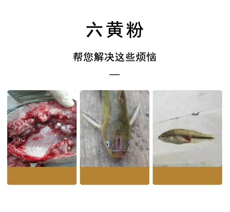 六黄粉水产养殖用鱼塘鱼虾蟹黄芪黄连黄柏增强体质抗病毒抗菌