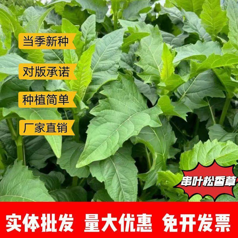 串叶松香草种子厂家发货一手货源批发品质保证价格美丽