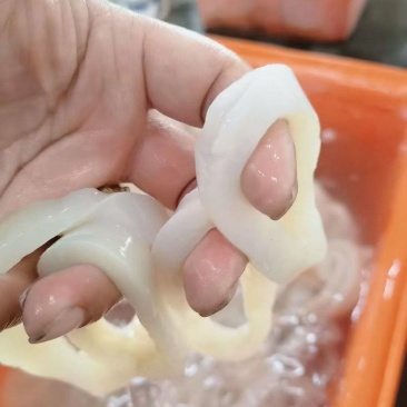 秘鲁鱿鱼残圈