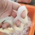 秘鲁鱿鱼残圈
