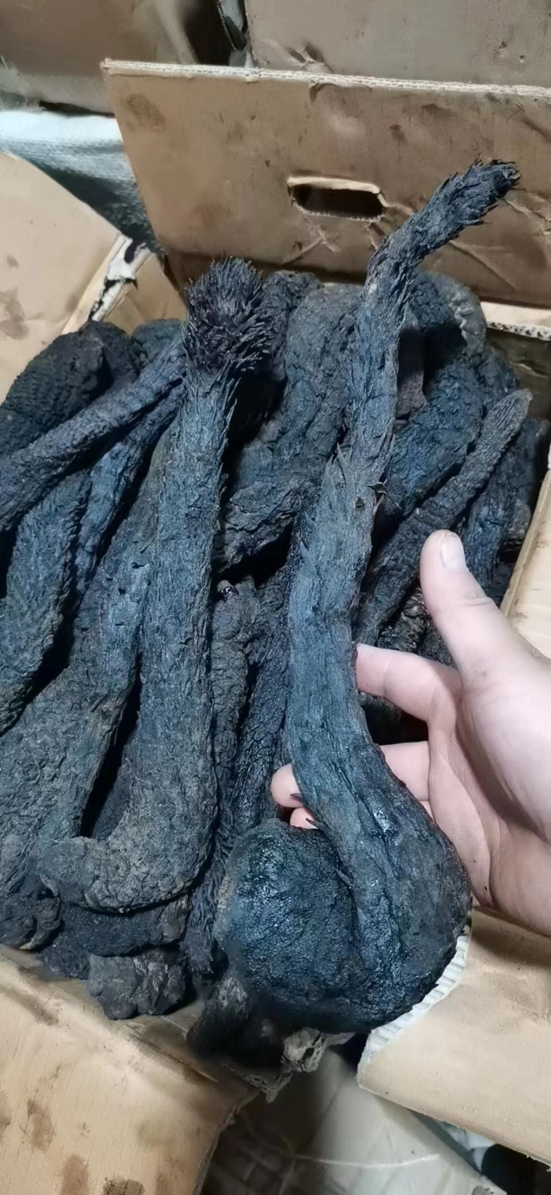 软大芸肉苁蓉包含量质量批发制肉苁蓉制大芸中药材原料批发中