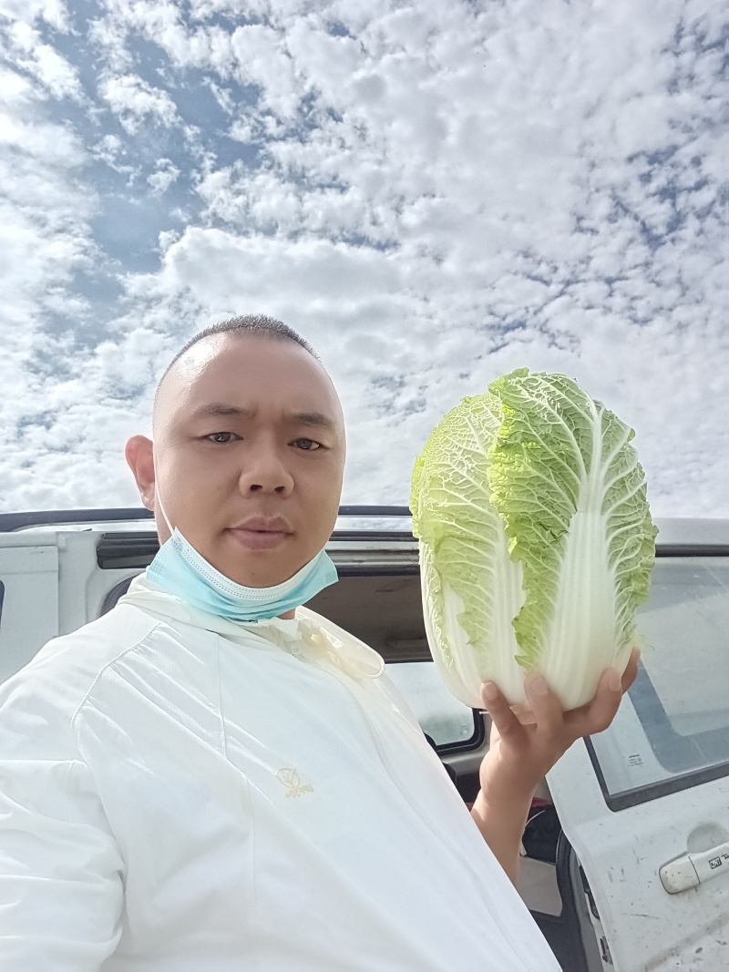 六月份大量供应河北坝上黄心大白菜需要老板提前预订，