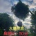 低价出售：扁桃4～50分袋苗，假植苗