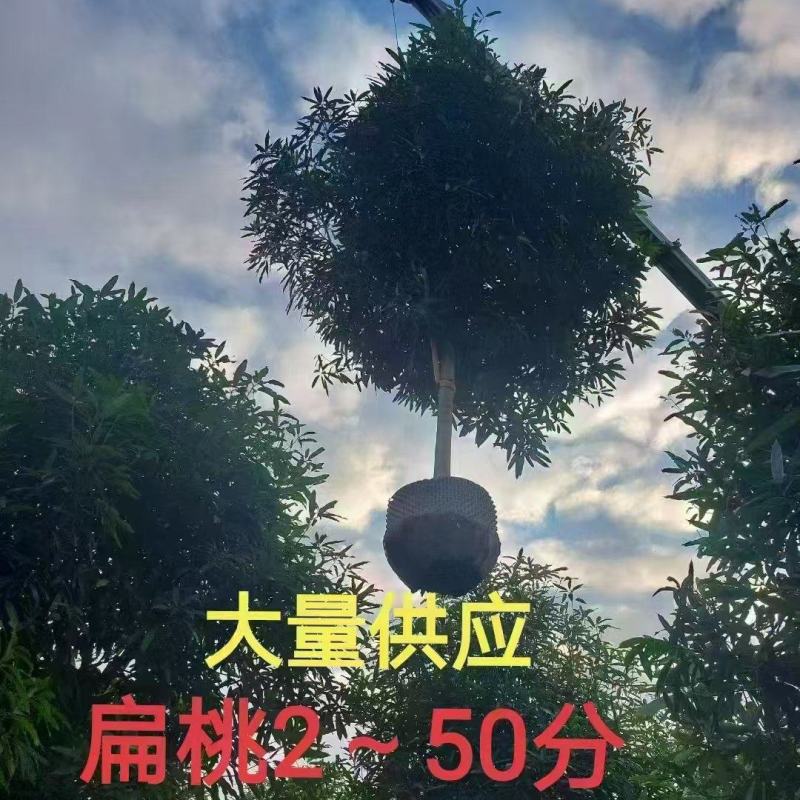 低价出售：扁桃4～50分袋苗，假植苗