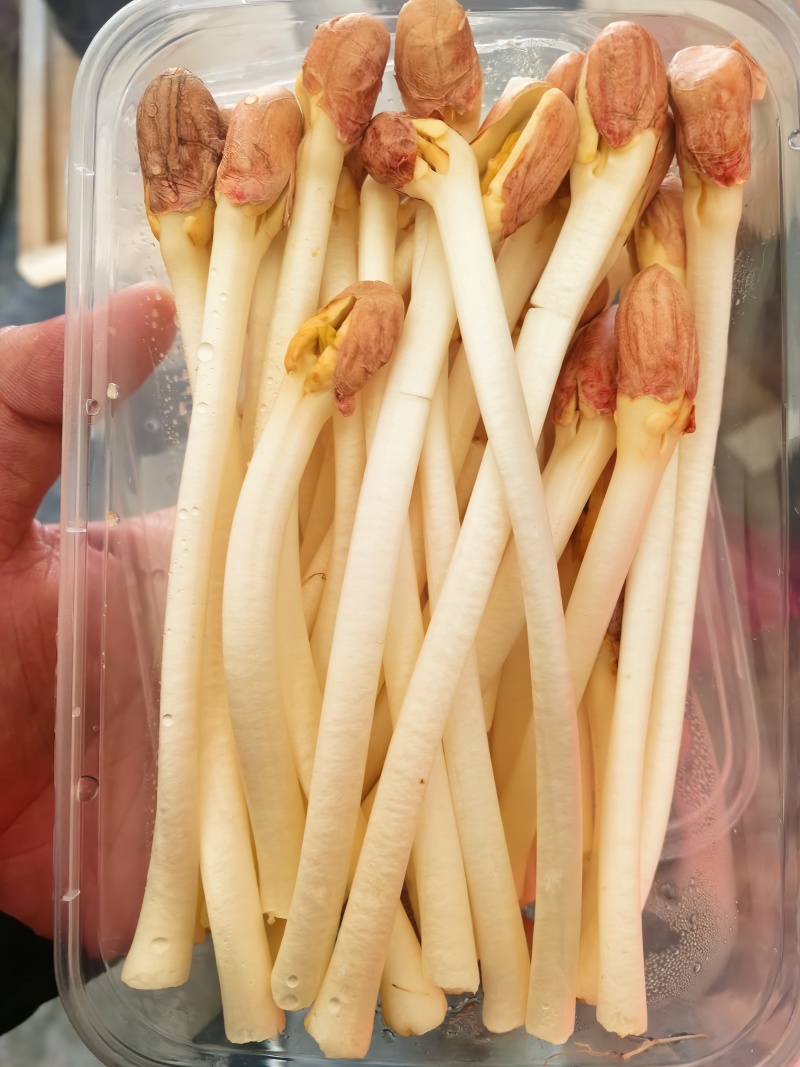 长寿果芽(花生芽)