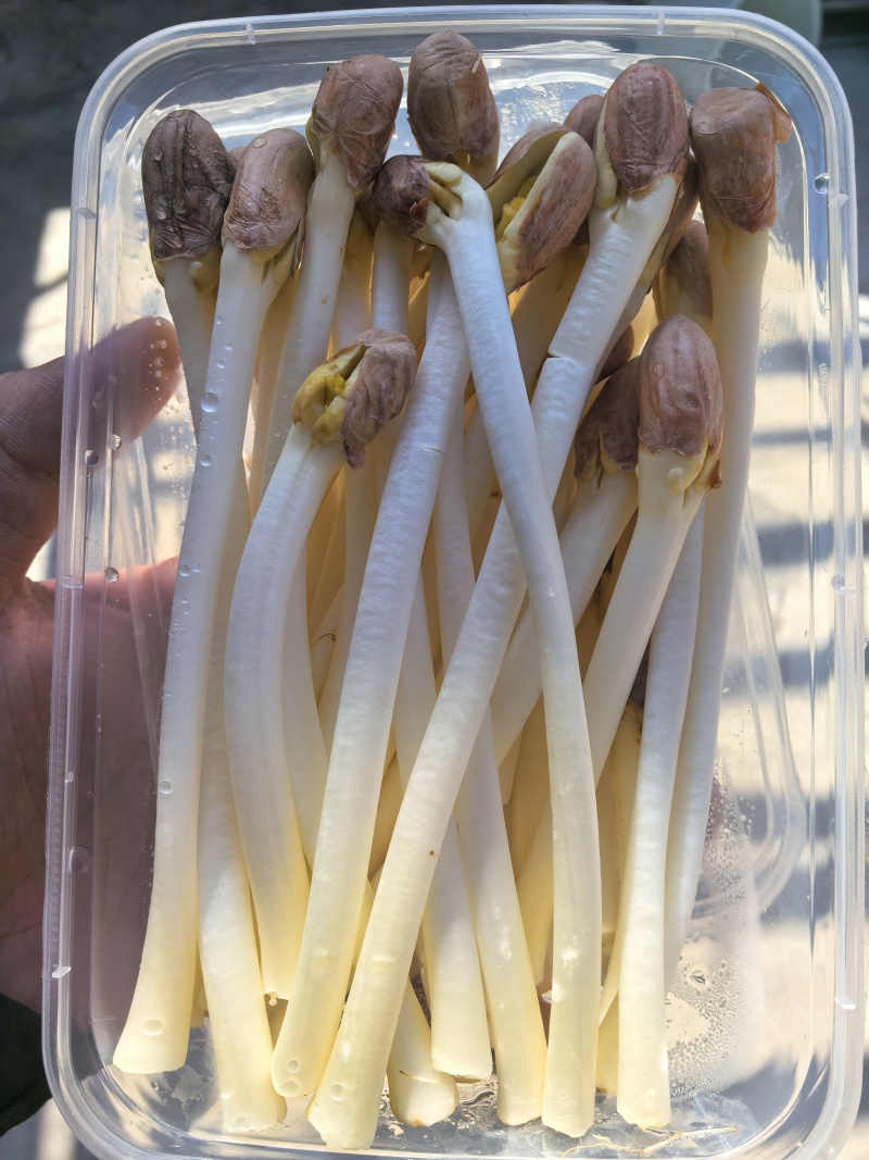 长寿果芽(花生芽)