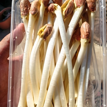 长寿果芽(花生芽)