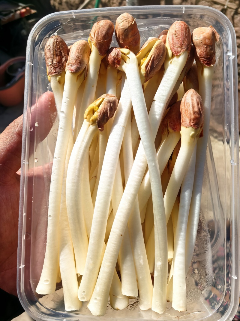 长寿果芽(花生芽)