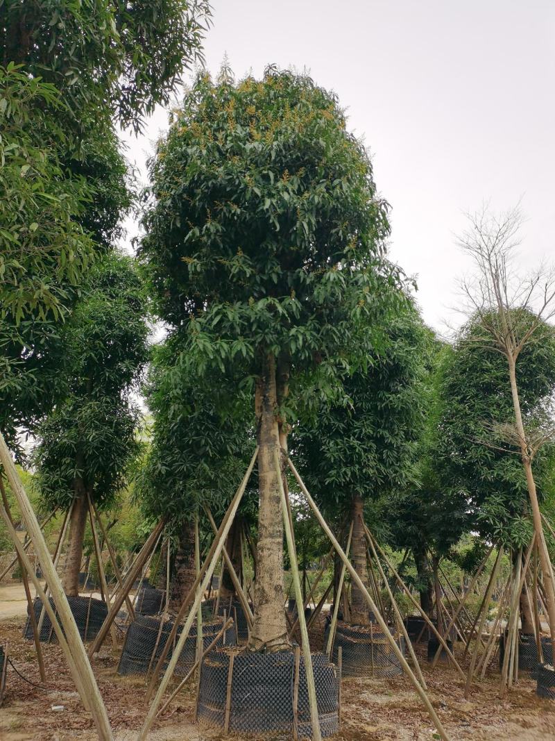 低价出售：扁桃4～50分袋苗，假植苗