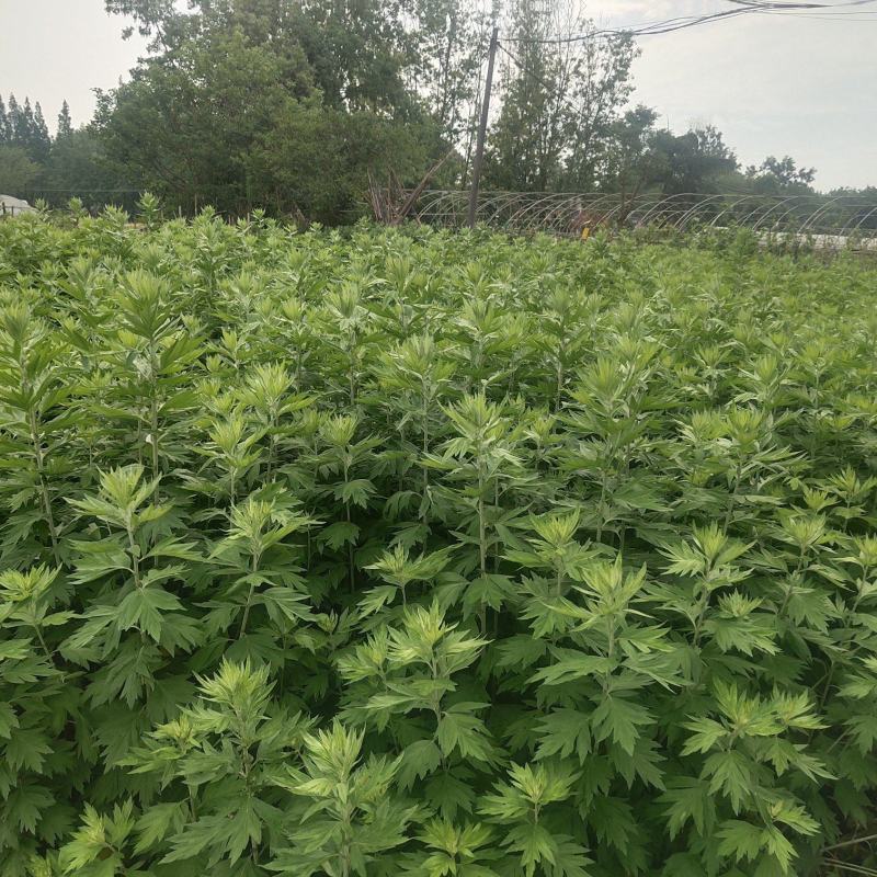 菖蒲艾草端午节批发