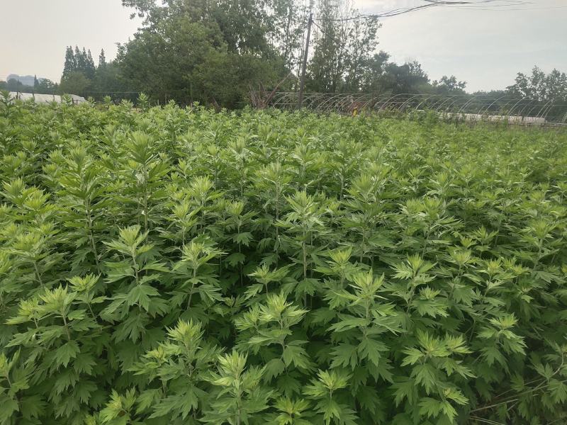 菖蒲艾草端午节批发