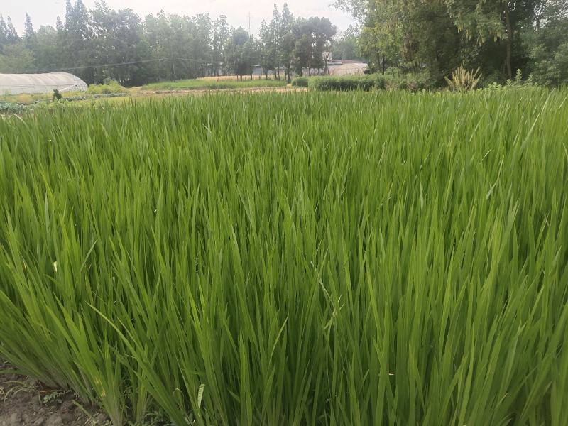 菖蒲艾草端午节批发