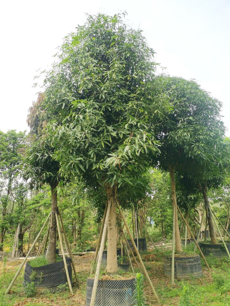 低价出售：扁桃4～50分袋苗，假植苗