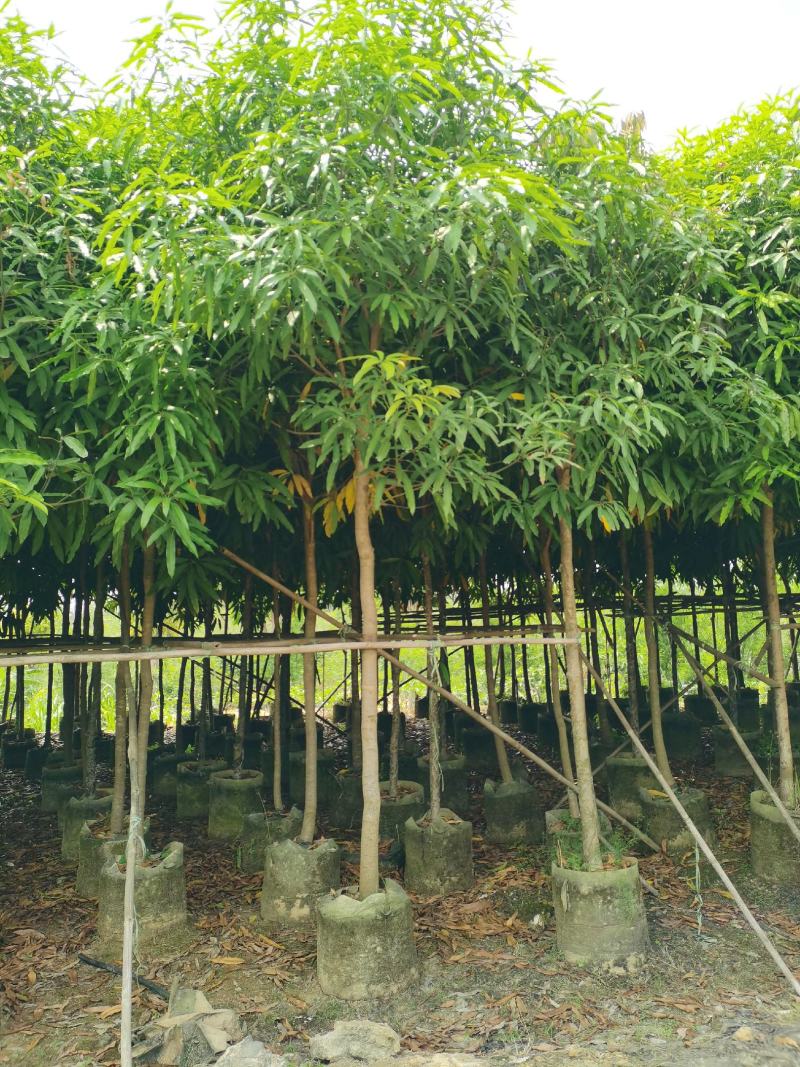 低价出售：扁桃4～50分袋苗，假植苗