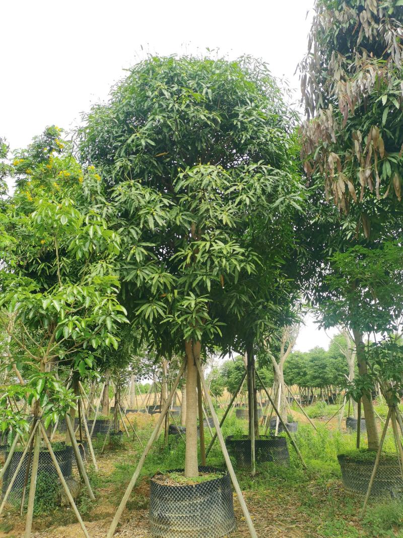 低价出售：扁桃4～50分袋苗，假植苗