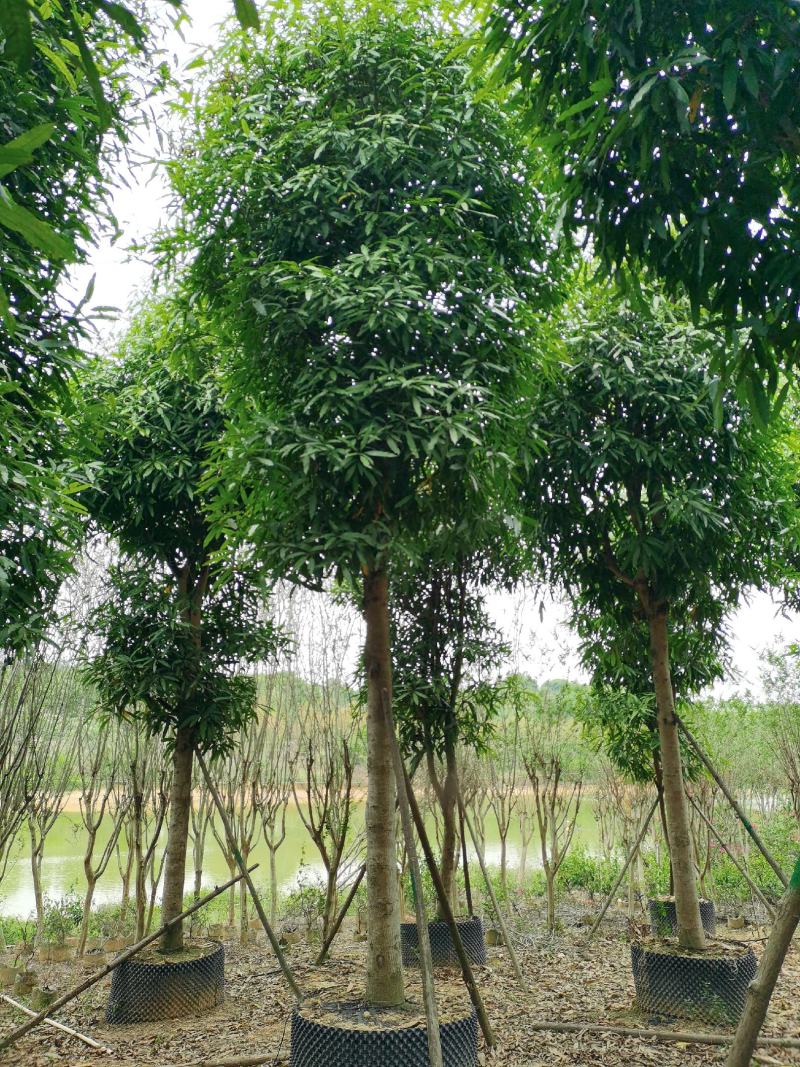 低价出售：扁桃4～50分袋苗，假植苗