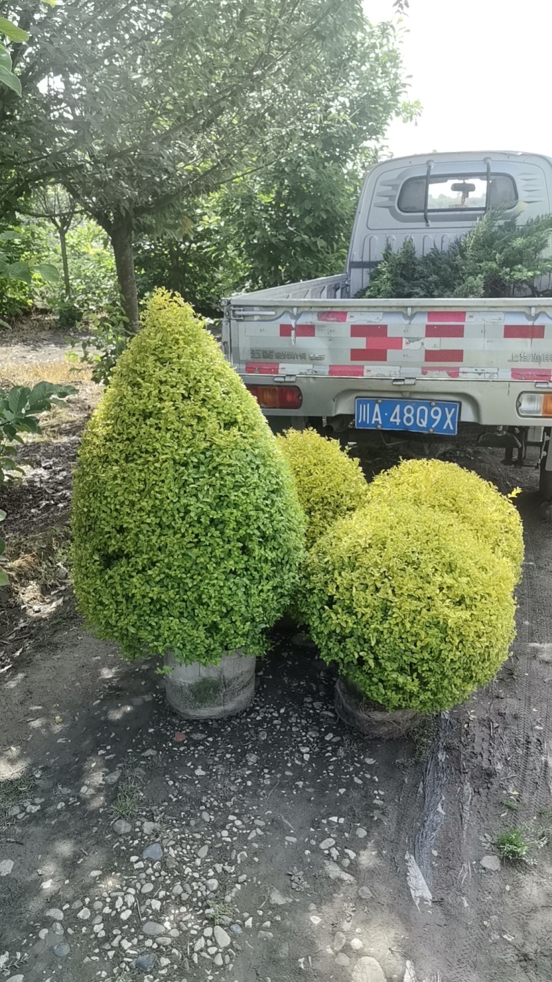 25袋亮晶球规格40-50规格，数量有4000个左右