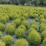 25袋亮晶球规格40-50规格，数量有4000个左右