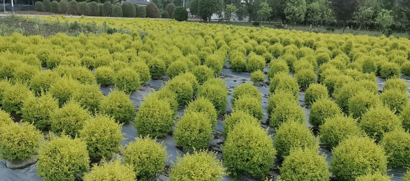 25袋亮晶球规格40-50规格，数量有4000个左右