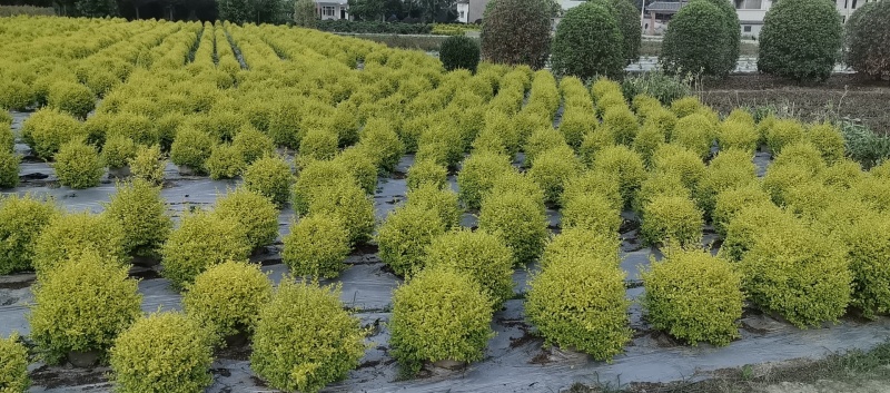 25袋亮晶球规格40-50规格，数量有4000个左右