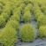 25袋亮晶球规格40-50规格，数量有4000个左右