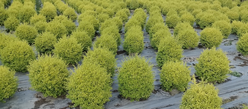 25袋亮晶球规格40-50规格，数量有4000个左右