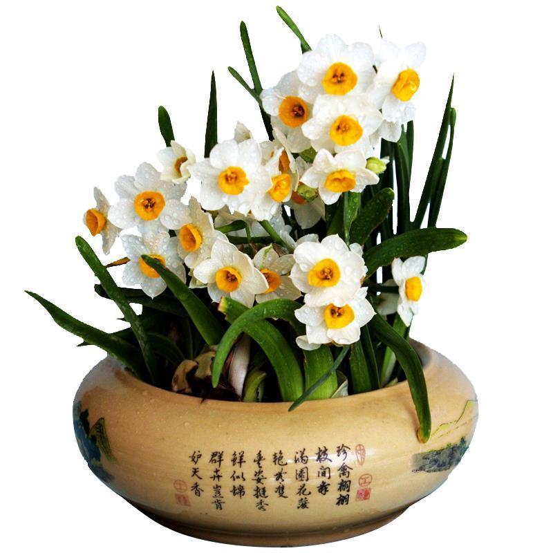 水仙花种球盆栽植物秋冬耐寒,大球直径4厘米大种球