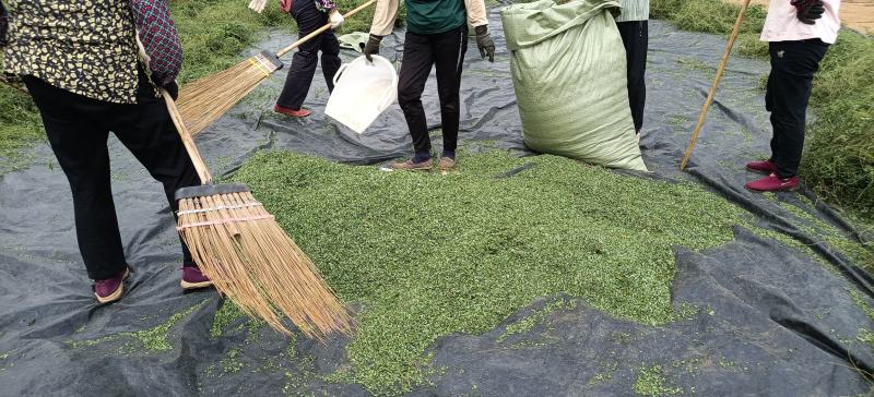 相思叶道地药材，质优价实，品质保证。支持视频看货
