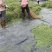 相思叶道地药材，质优价实，品质保证。支持视频看货