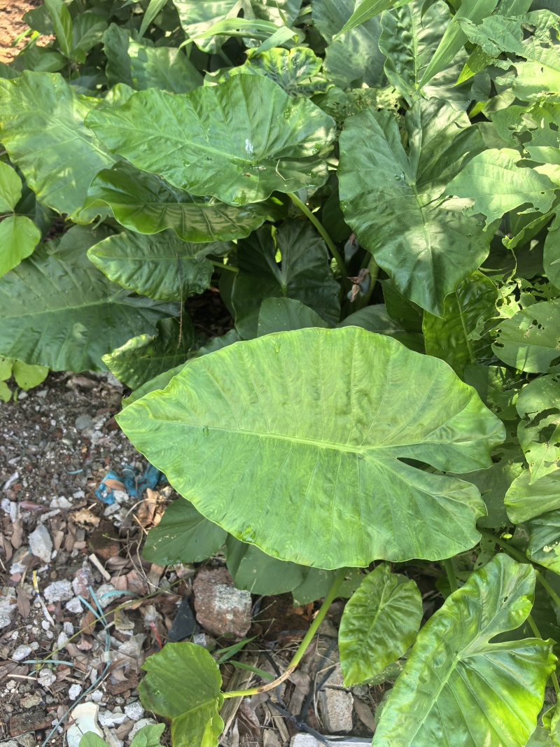 滴水观音大量现货，各种规格都有，
