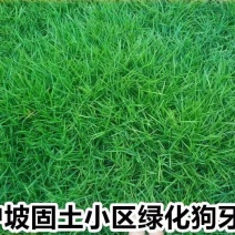 狗牙根（百慕大)种子厂家货源批发品质保证价格便宜欢迎下单