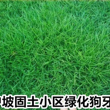 狗牙根（百慕大)种子厂家货源批发品质保证价格便宜欢迎下单