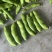 【精品】大蚕豆，诚信经营，全国代发，免费提供食宿